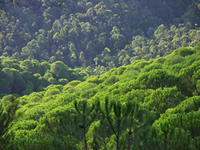 Frondosidad en el Paraje Natural Rivera del aserrador