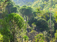 Arboleda del Paraje Natural Rivera del Aserrador