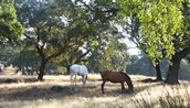 Caballos en el campo (camino del Pocito)